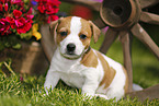Jack Russell Terrier Puppy in the countryside