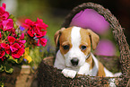 Jack Russell Terrier Puppy in the countryside