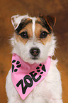 Jack Russell Terrier Portrait