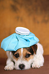 lying Jack Russell Terrier