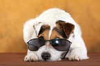lying Jack Russell Terrier