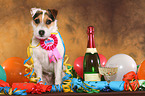 sitting Jack Russell Terrier