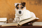 lying Jack Russell Terrier
