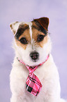 Jack Russell Terrier Portrait