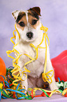 sitting Jack Russell Terrier