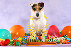 sitting Jack Russell Terrier