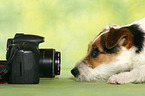 lying Jack Russell Terrier