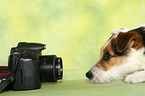 lying Jack Russell Terrier
