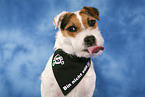 Jack Russell Terrier Portrait