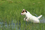 running Jack Russell Terrier