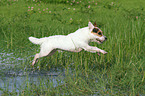 jumping Jack Russell Terrier