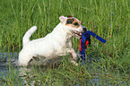 playing Jack Russell Terrier