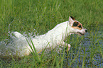Jack Russell Terrier