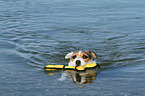 playing Jack Russell Terrier