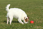 playing Jack Russell Terrier