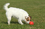 playing Jack Russell Terrier
