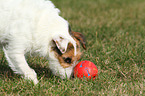 playing Jack Russell Terrier