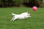 playing Jack Russell Terrier