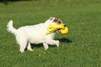 playing Jack Russell Terrier