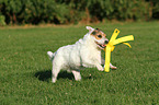 playing Jack Russell Terrier
