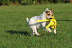 playing Jack Russell Terrier