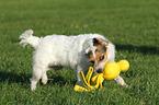 playing Jack Russell Terrier