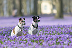 2 Jack Russell Terrier