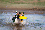 playing Jack Russell Terrier