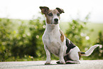 sitting Jack Russell Terrier