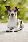 lying Jack Russell Terrier