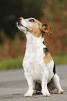 sitting Jack Russell Terrier