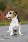 sitting Jack Russell Terrier