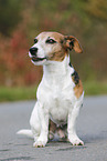 sitting Jack Russell Terrier