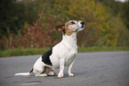 sitting Jack Russell Terrier