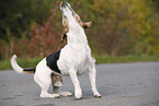 Jack Russell Terrier catches treat