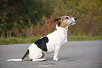 sitting Jack Russell Terrier