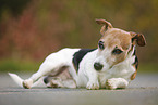 lying Jack Russell Terrier