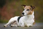 lying Jack Russell Terrier