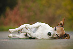 lying Jack Russell Terrier
