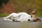 lying Jack Russell Terrier