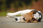 lying Jack Russell Terrier
