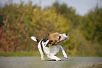 rolling Jack Russell Terrier