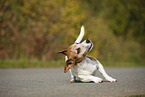 rolling Jack Russell Terrier