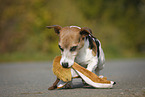 Jack Russell Terrier with toy