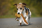 Jack Russell Terrier with toy
