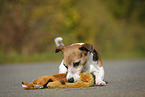 Jack Russell Terrier with toy