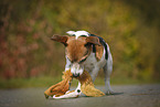 Jack Russell Terrier with toy