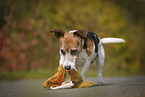 Jack Russell Terrier with toy