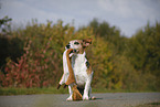 Jack Russell Terrier with toy