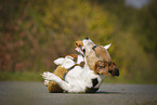 Jack Russell Terrier with toy